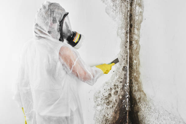 Best Certified Mold Removal  in New Bremen, OH