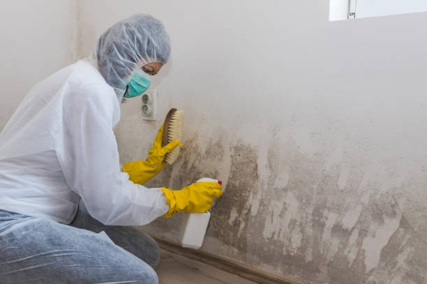 Best Fast Mold Removal  in New Bremen, OH