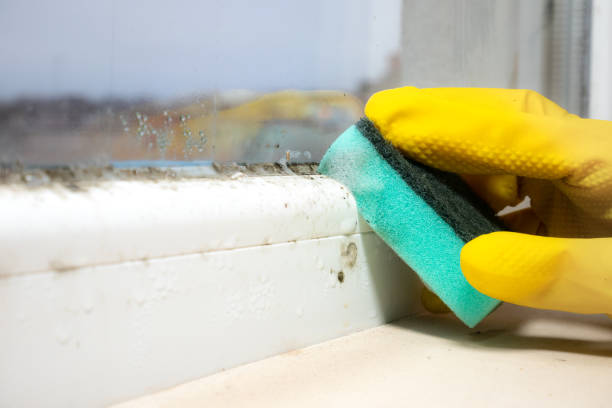 Best Mold Removal Company Near Me  in New Bremen, OH