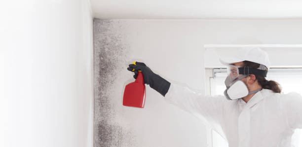 Best Local Mold Removal Service  in New Bremen, OH