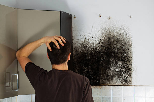 Best Same-Day Mold Removal  in New Bremen, OH