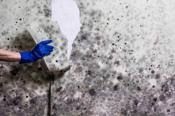 Best Professional Mold Removal  in New Bremen, OH
